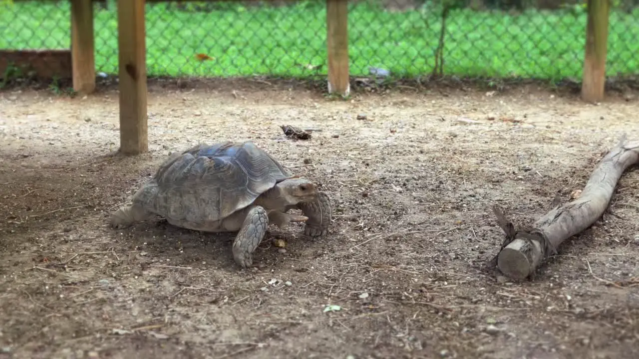 Tortoise walking slowly in zoo enclosure turtle animal reptile wildlife shell nature giant isolated gentle outdoors creature exotic life relaxed