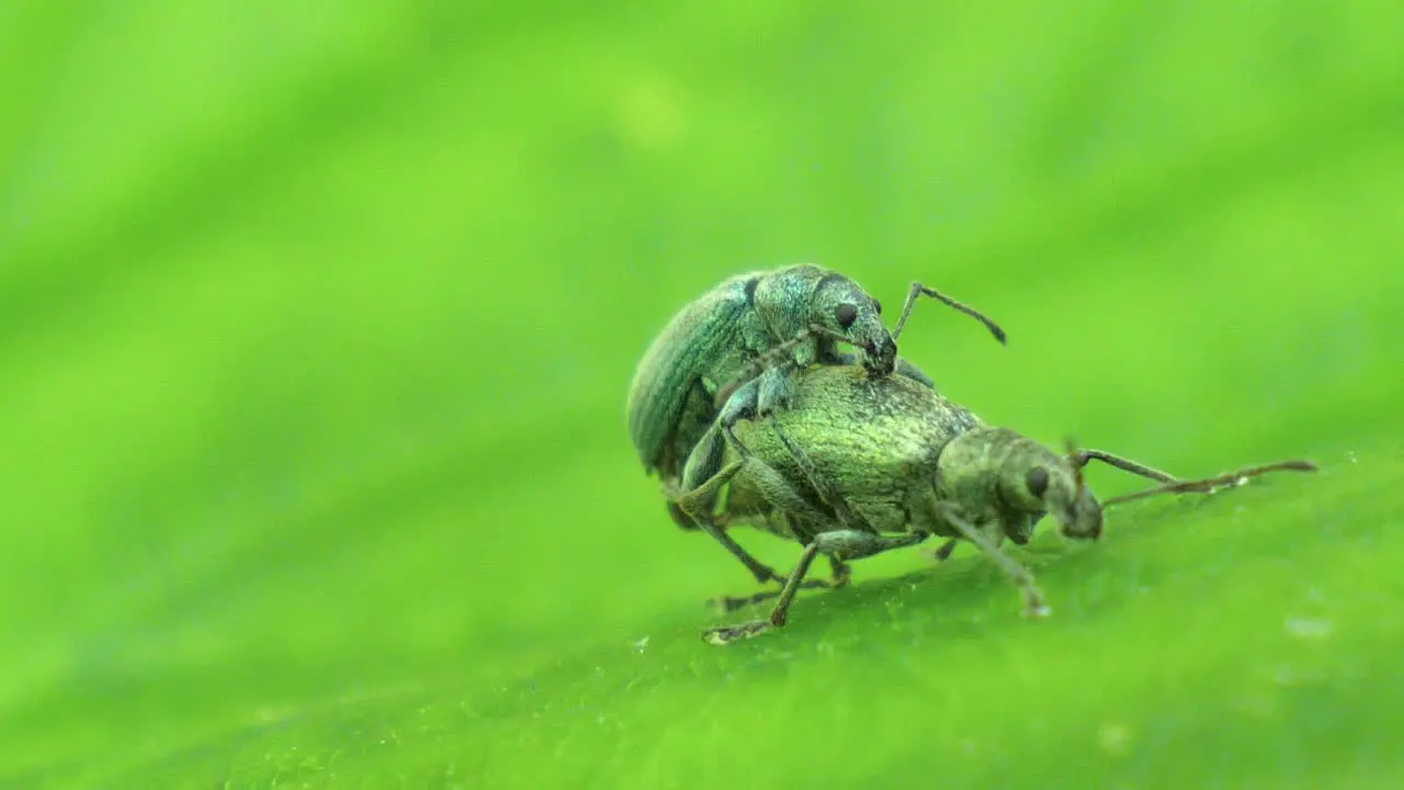 Two small green beetles mate on a green leave in slow motion macro shot