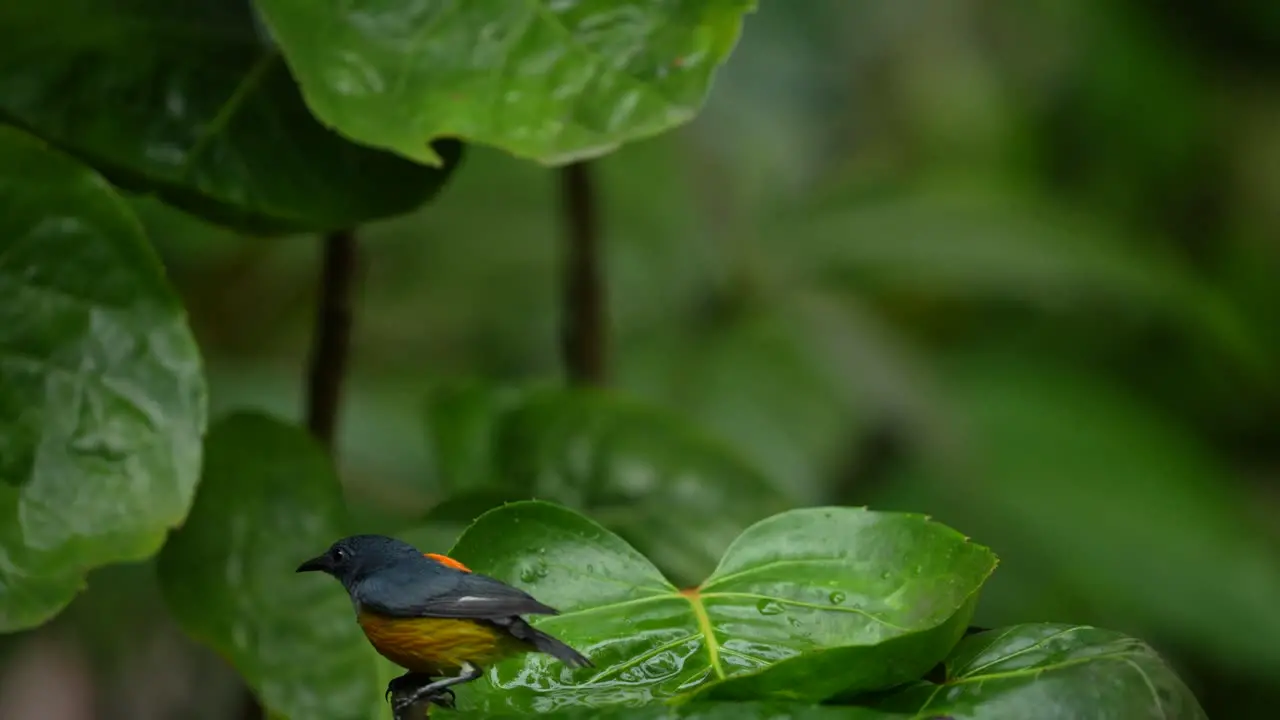 a beautiful little bird called the olive-backed tailorbird is playing in the water on a green leaf