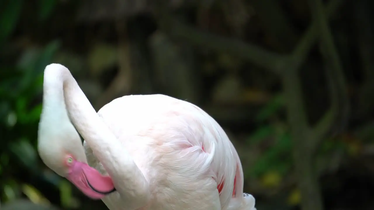 Close up greater flamingo clean feather