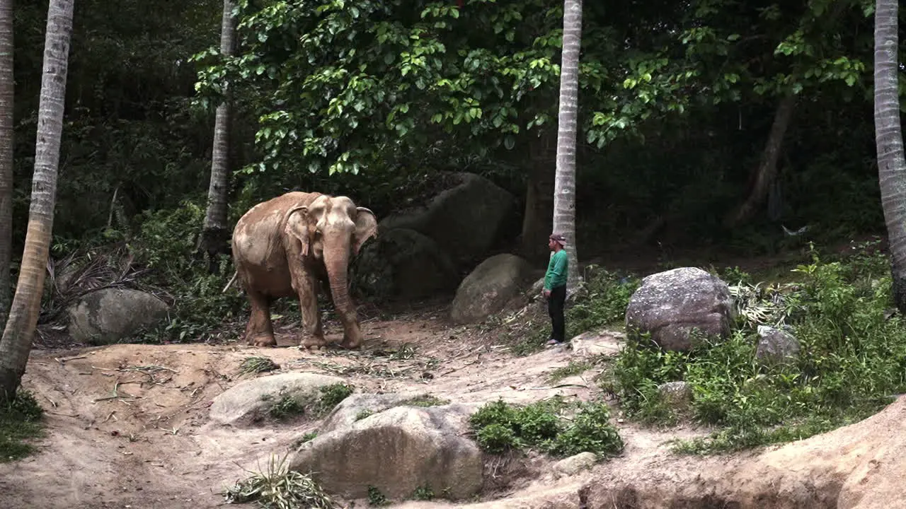 Native man standing before asian elephant in elephant sanctuary jungle