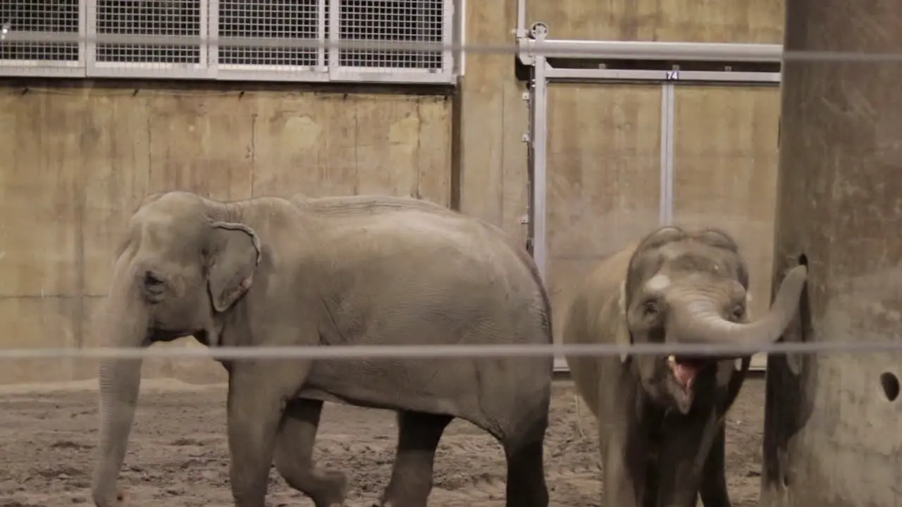 Elephant eating at zoo