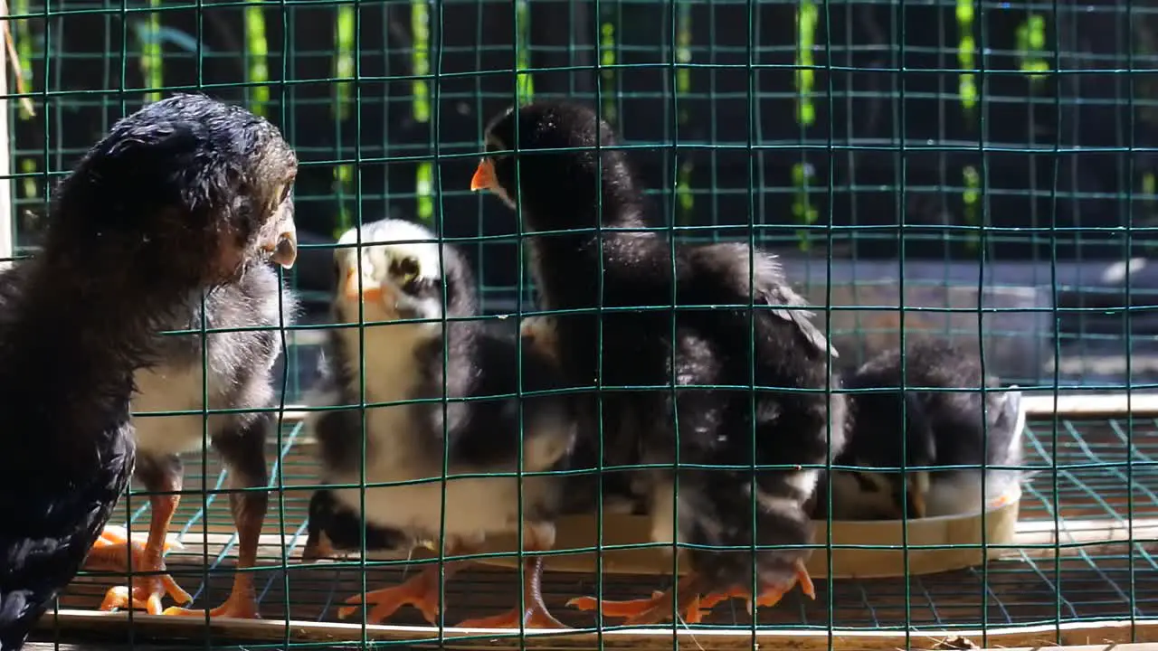 footage of chicks in a wire cage