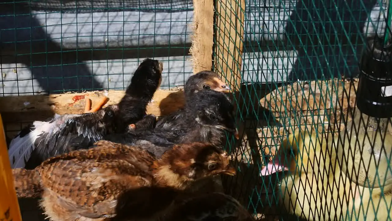 chicks in a wire cage