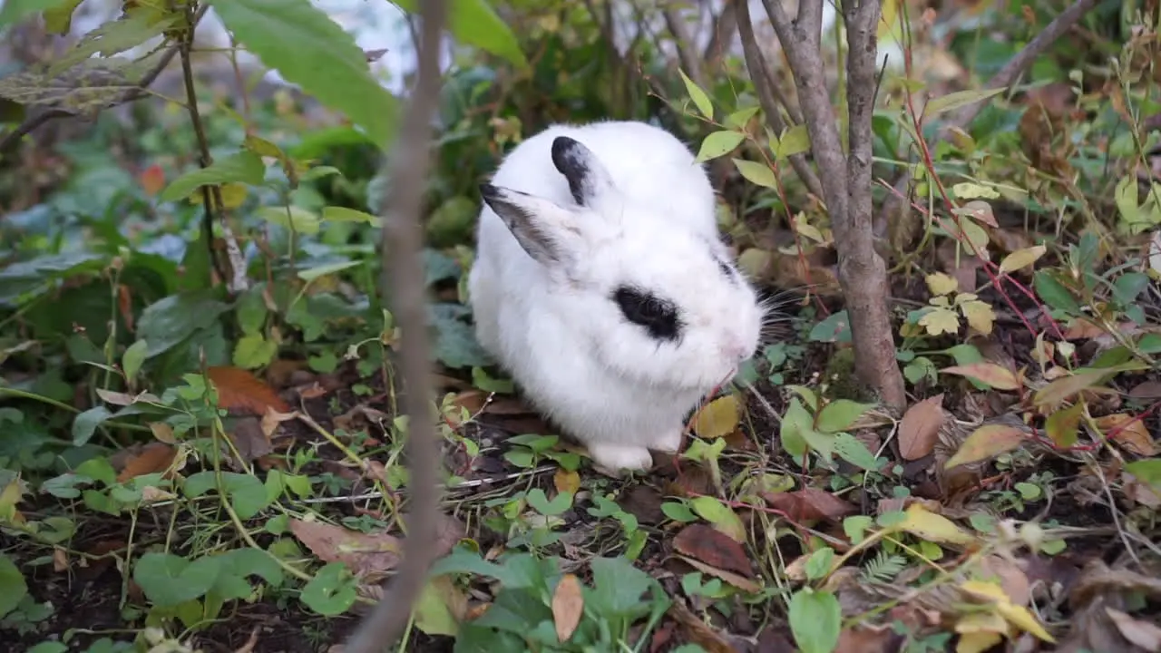 Rabbit enjoys eating at the forest