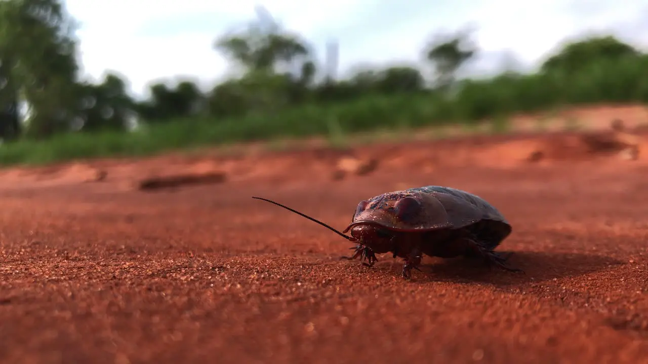 Wild cockroach on a gravel mud road