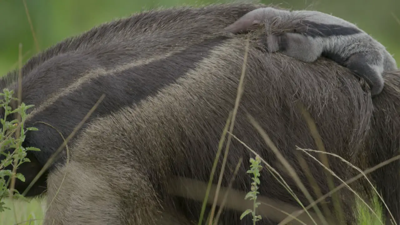 Giant anteater mom closeup on its face and reveals baby clinging on its back