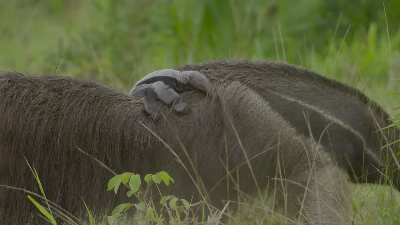 Cute tiny baby giant anteater on its mom's back