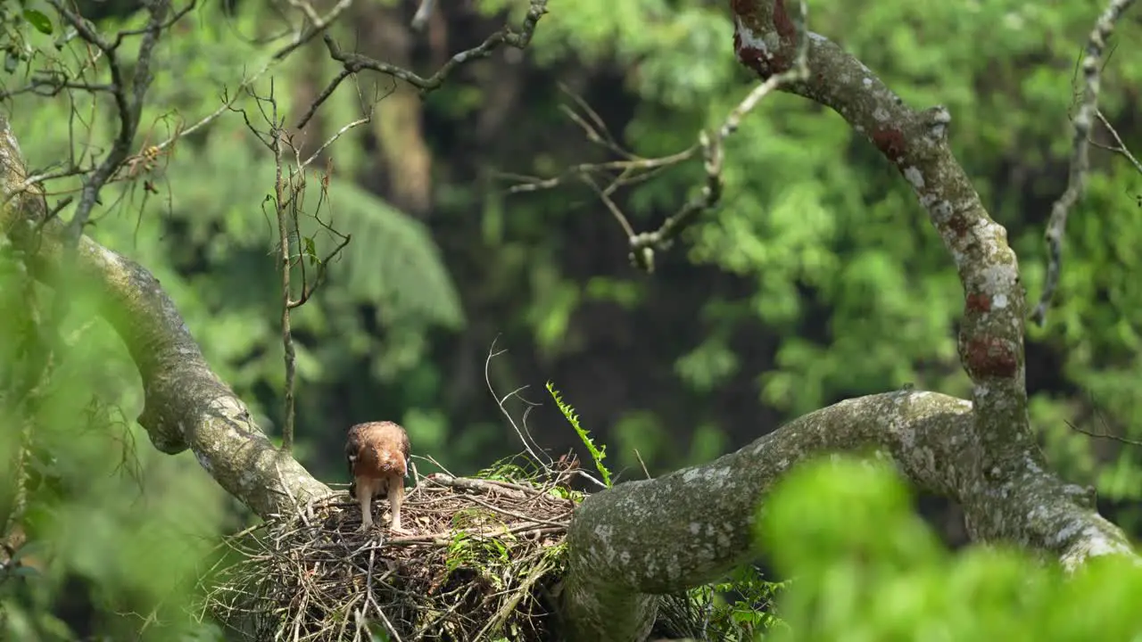 a javan hawk-eagle chick that is starting to grow up looks down from its nest in a tall tree and then begins to learn to jump