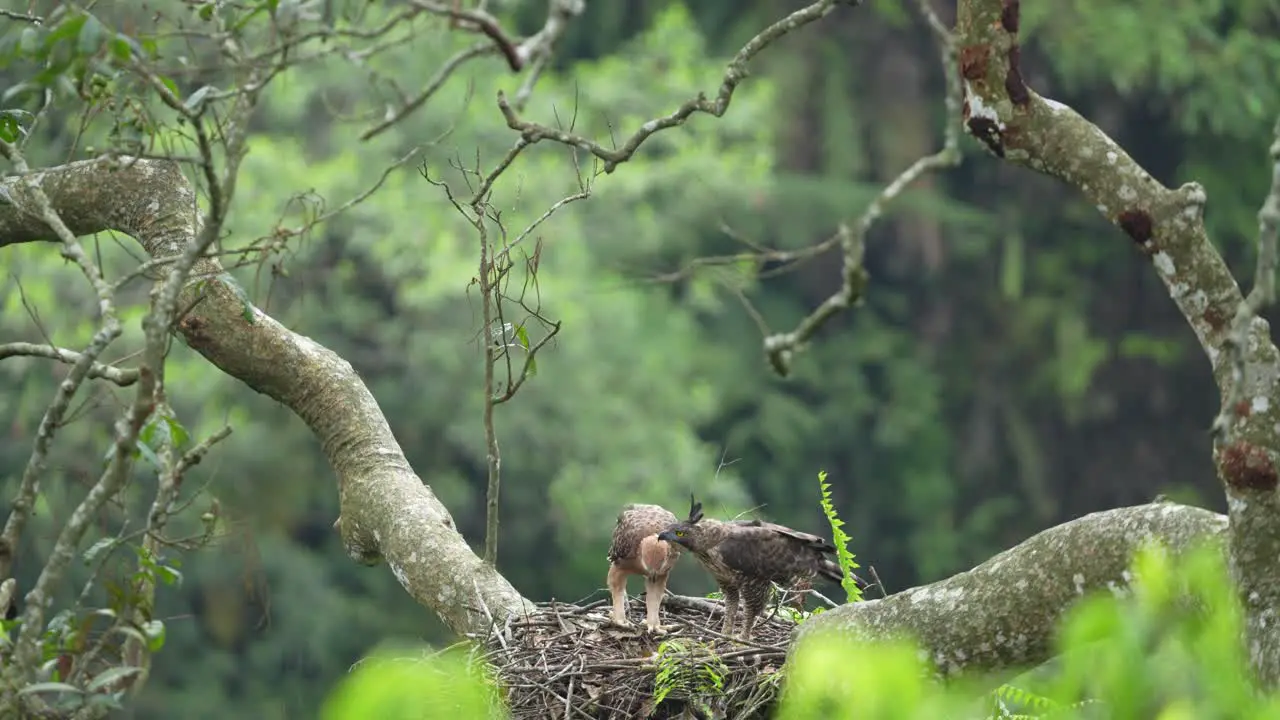 two javan eagles mother and cub are in the nest eating fresh meat