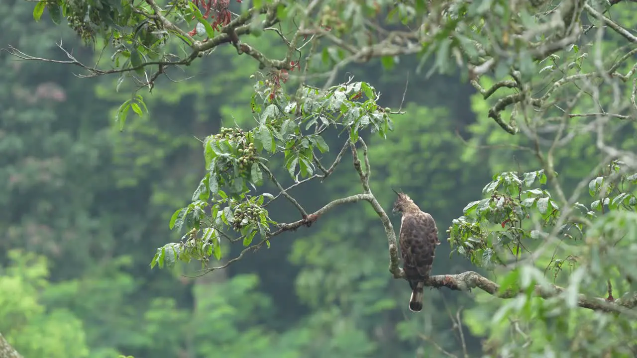 Javan Hawk eagle perched nicely on the branch with beautiful environment