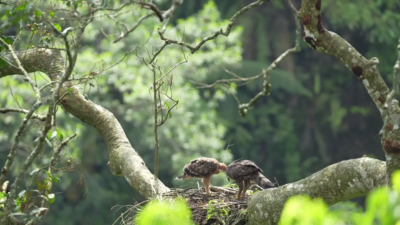 a javan hawk-eagle mother is feeding and teaching her young how to shred fresh meat with her beak