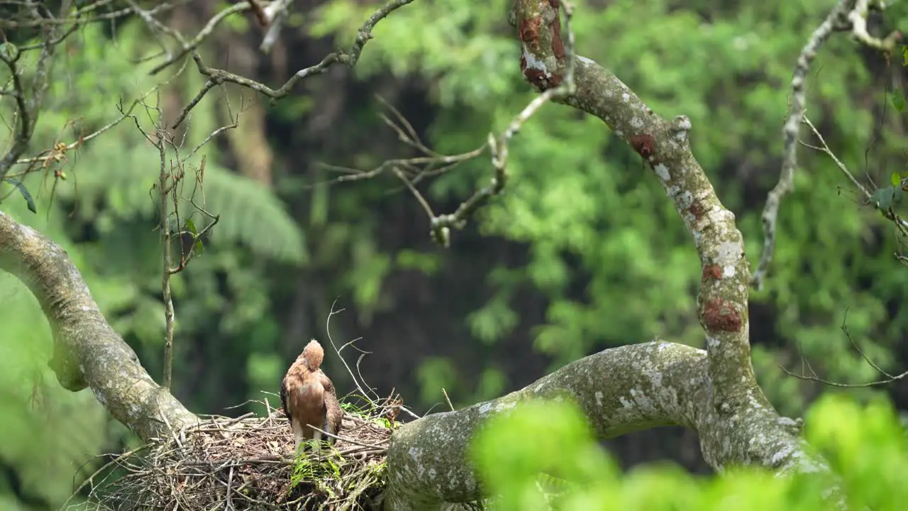 a javan hawk-eagle chick is cleaning dirty feathers by scratching with its beak