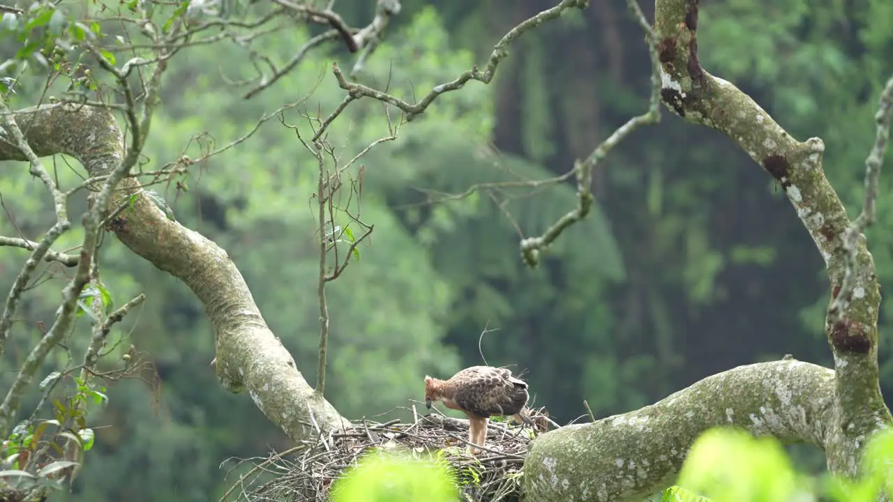 a javan hawk eagle chock is eating freh meat its mother hunted