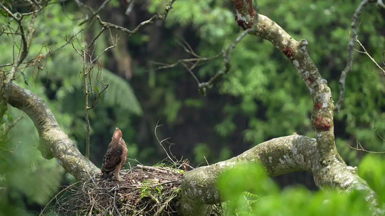 a javan hawk-eagle chick facing sideways is cleaning dirty feathers by scratching with its beak