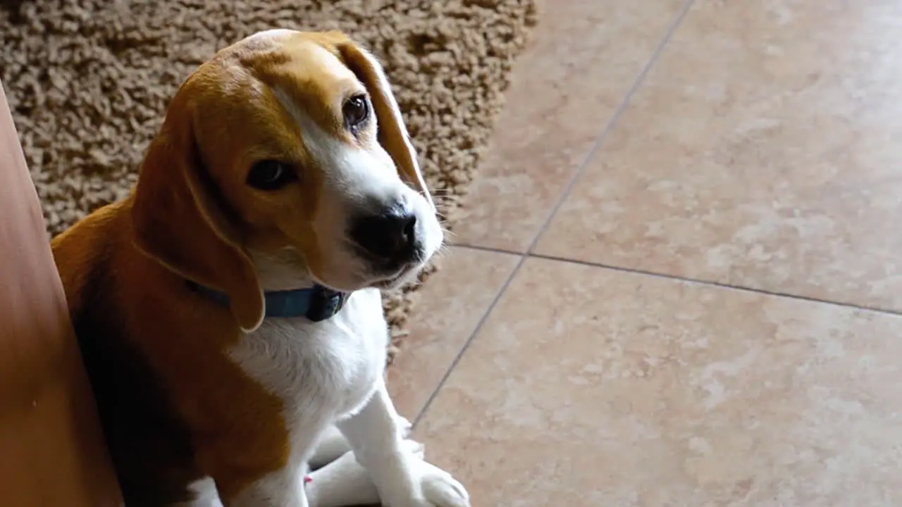 Beagle Dog Licks His Nose