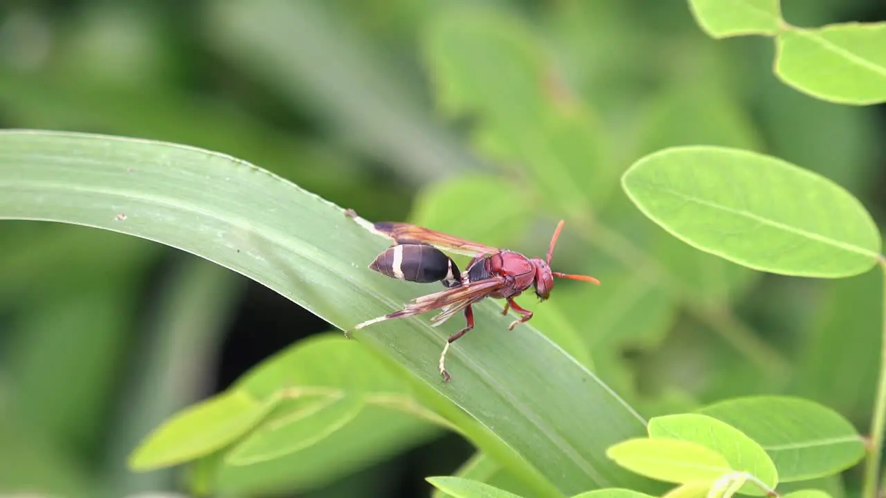 Close Shot of a Large Wasp Exploring a Green Plant Leaf