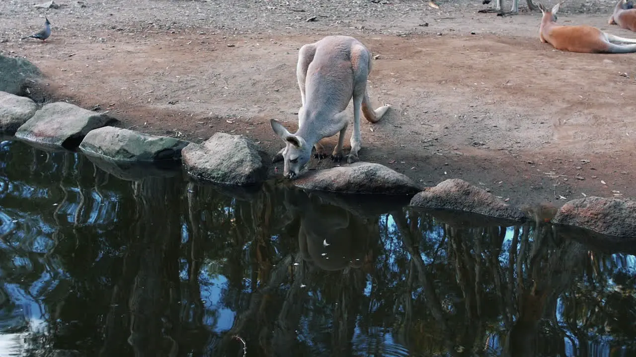 Kangaroo Drinking Water At The Park wide shot