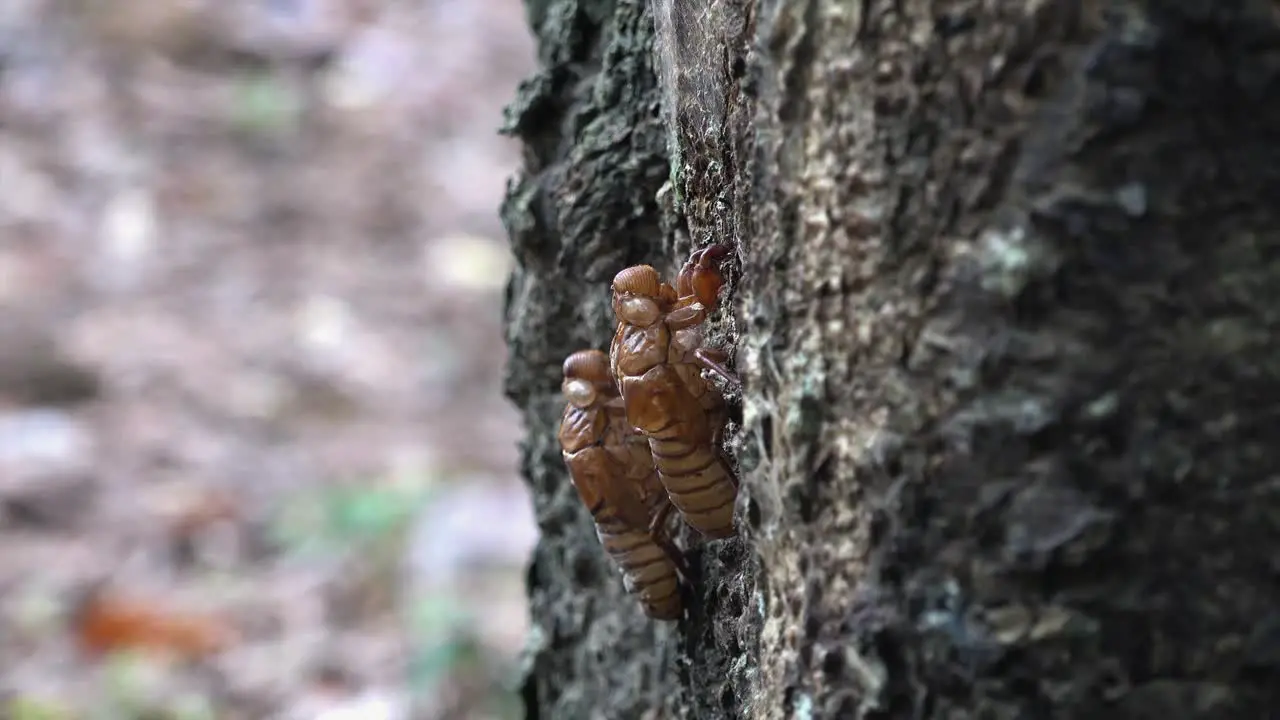 Dolly Shot of two Cicada Shells on a Tree