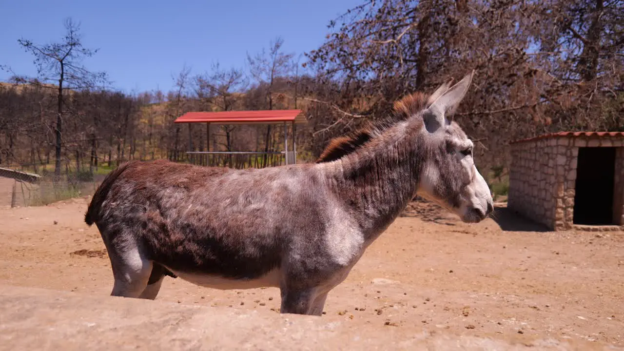 Side View Portrait Of A Donkey Standing Behind Fence In A Rural Farm