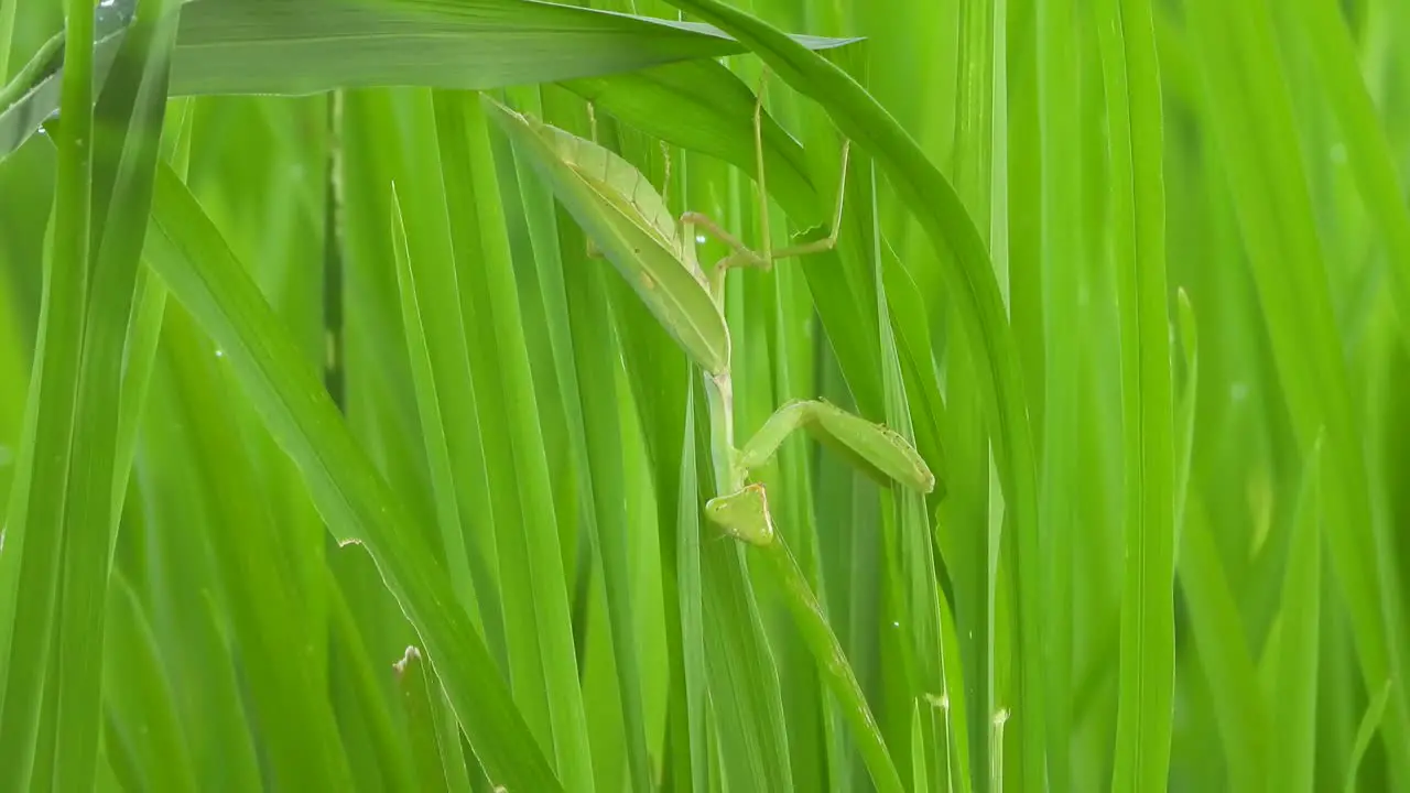 Praying mantis green grass 