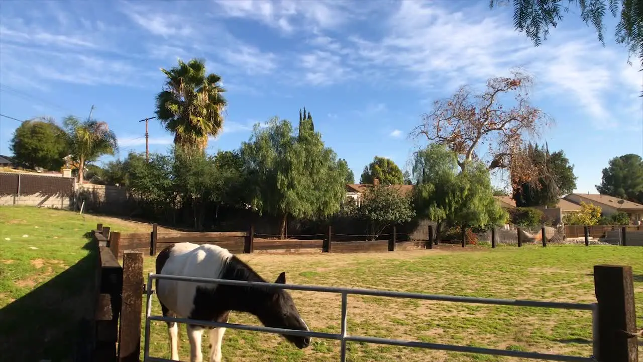 Horse rubbing its face on arena gate