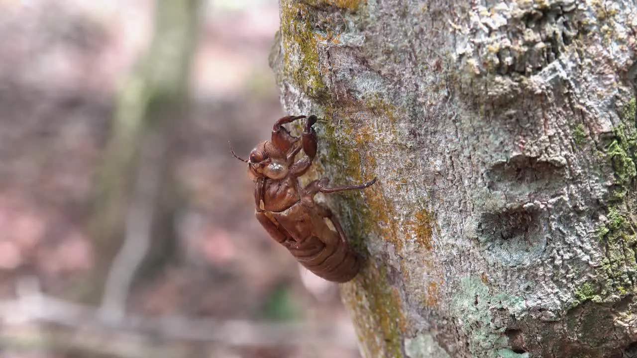 Dolly Shot of a Cicada Shell