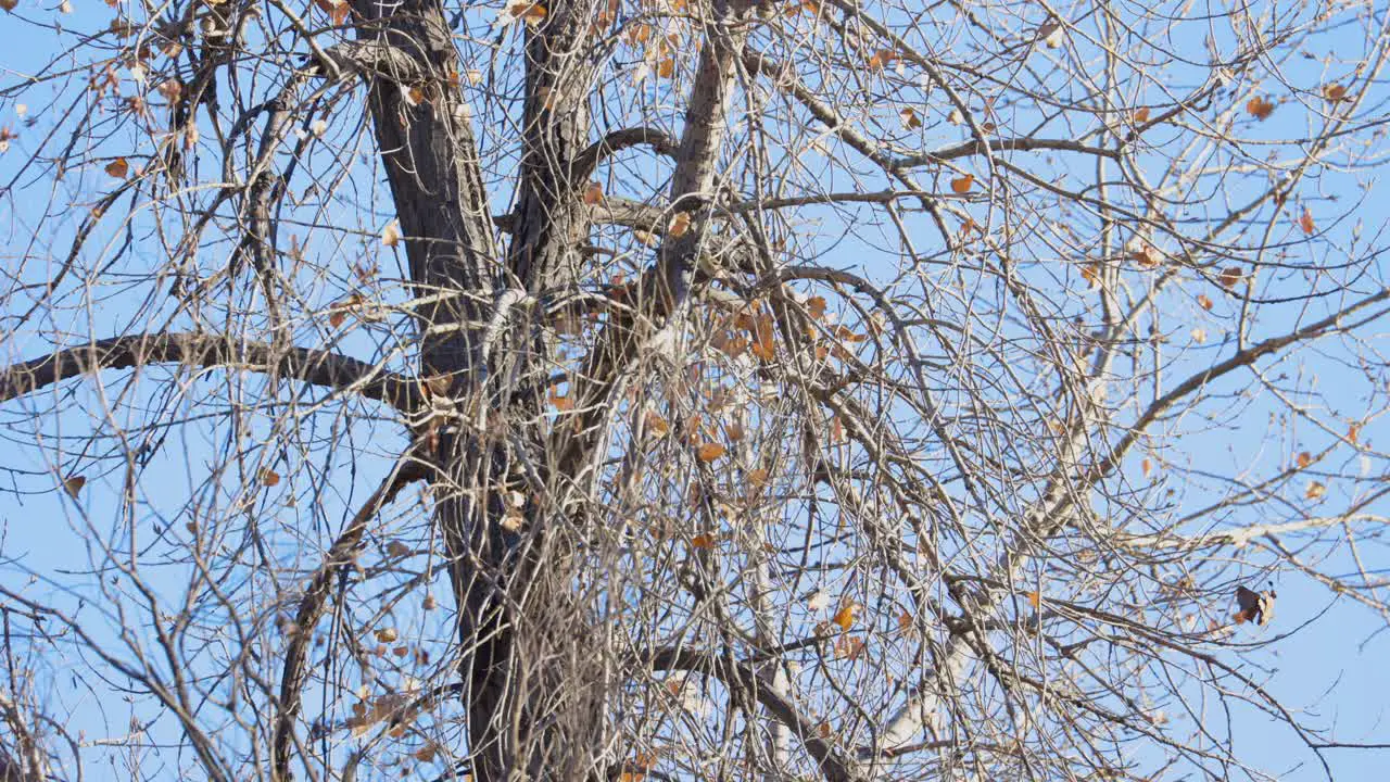 Birds Flying Through Trees in Boulder Colorado Wildlife of Boulder Birds in Trees