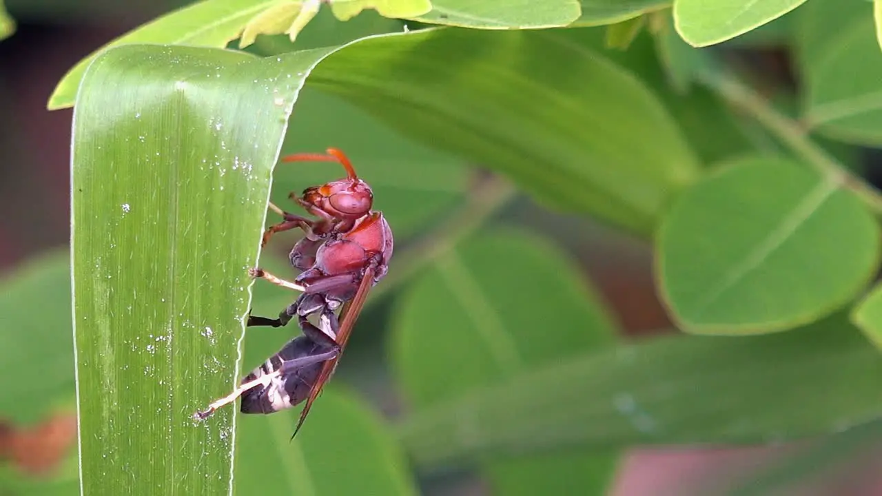 Close Macro Shot of a Large Wasp Exploring a Green Plant Leaf