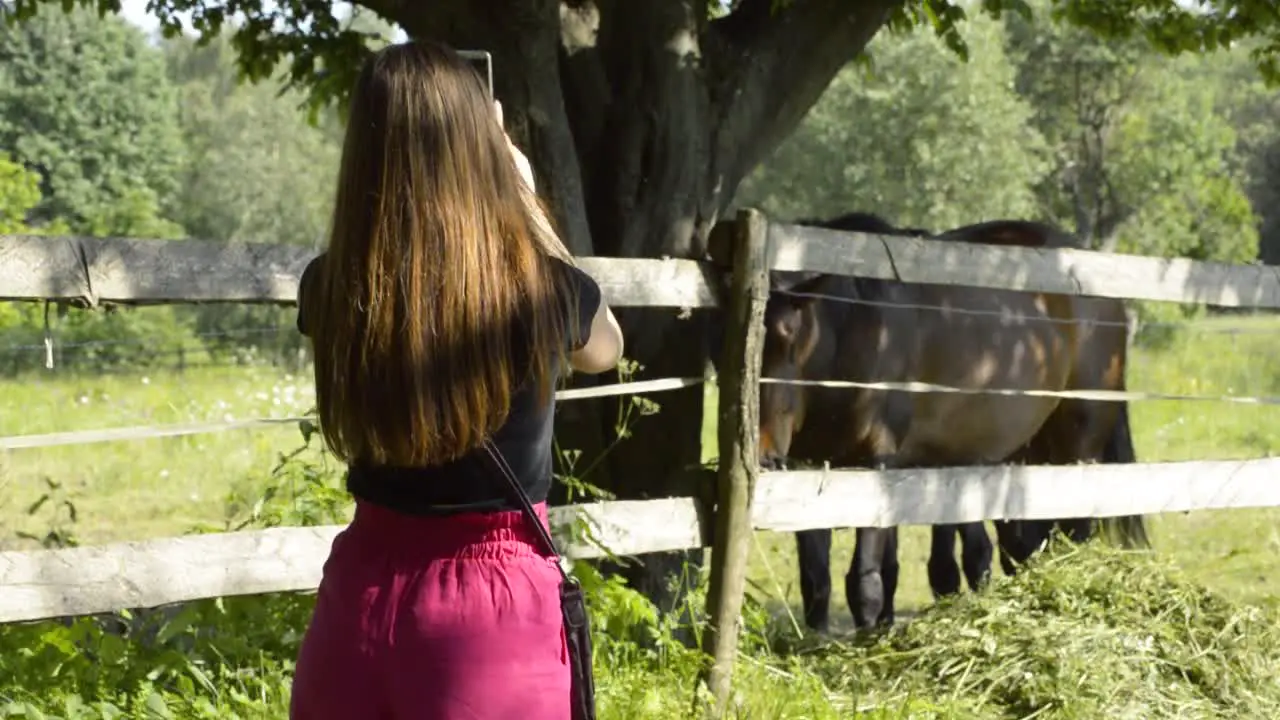 Young girl taking pictures of two brown stallions eating behind the fence