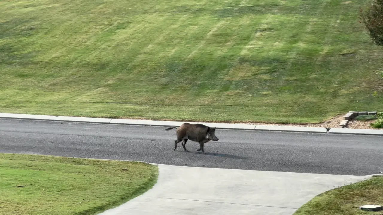 Wild Boar Pig trotting walking down street in residential neighborhood scary sighting wildlife invasion danger visit animal