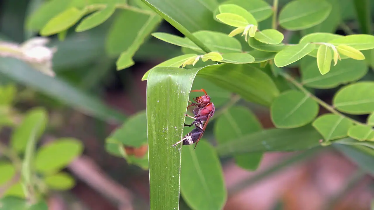 Medium Close Shot of a Large Wasp Climbing a Green Plant Leaf