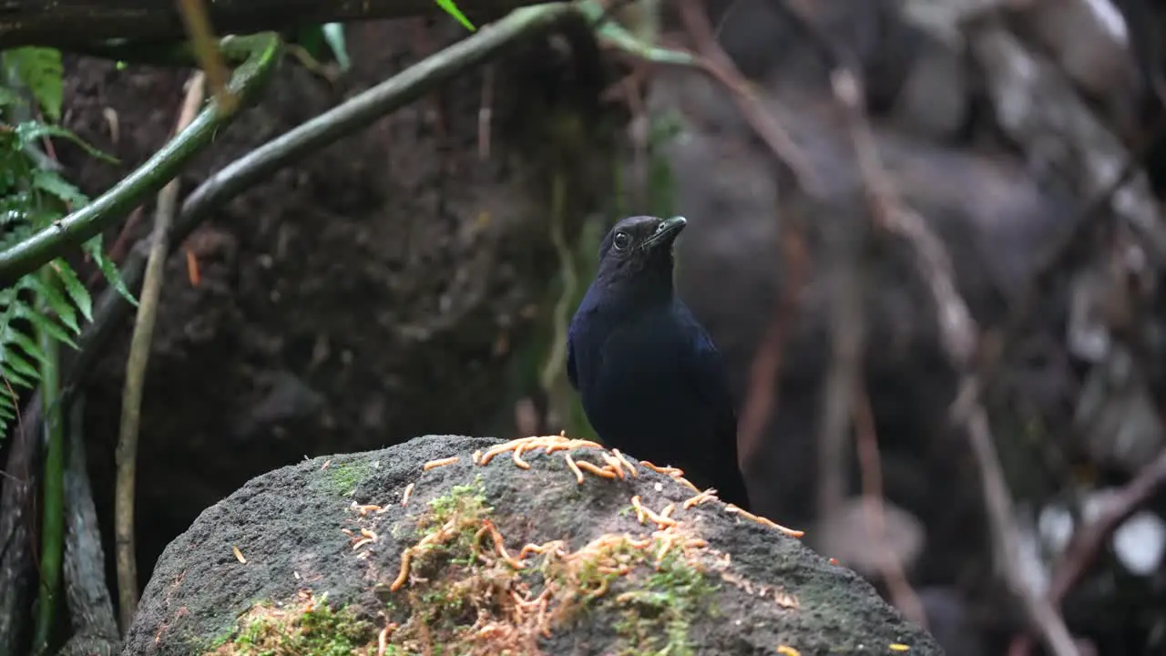 a Javan whistling thrush bird is eating caterpillars scattered on a rock