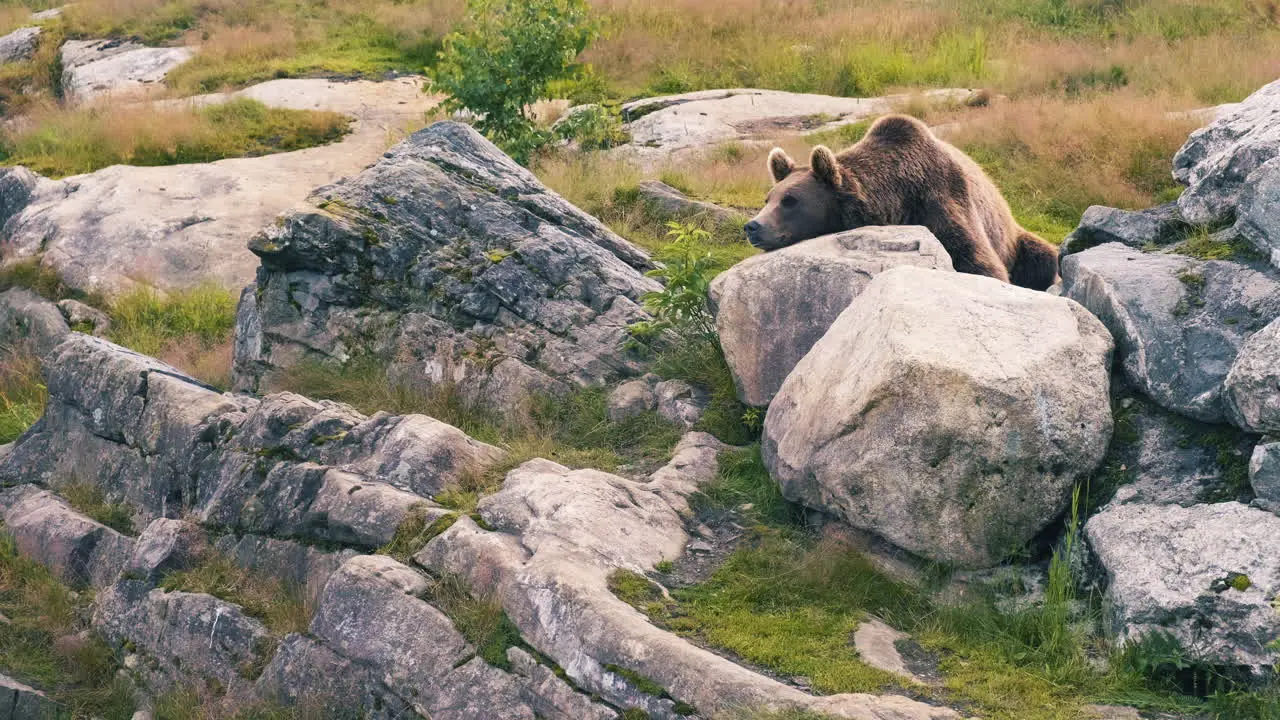 A Brown Bear Resting On The Rocks In The Field wide shot