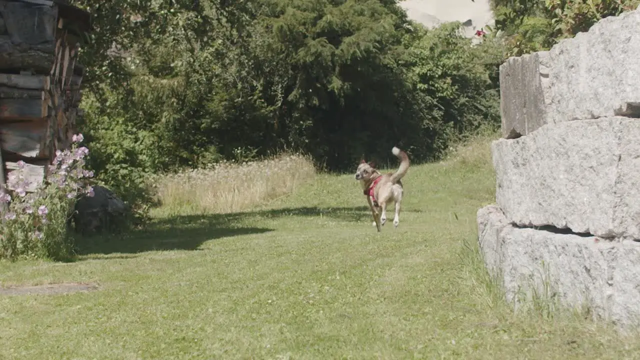 wide shot of an crossbreed dog playing in a garden on a sunny day with a dark background