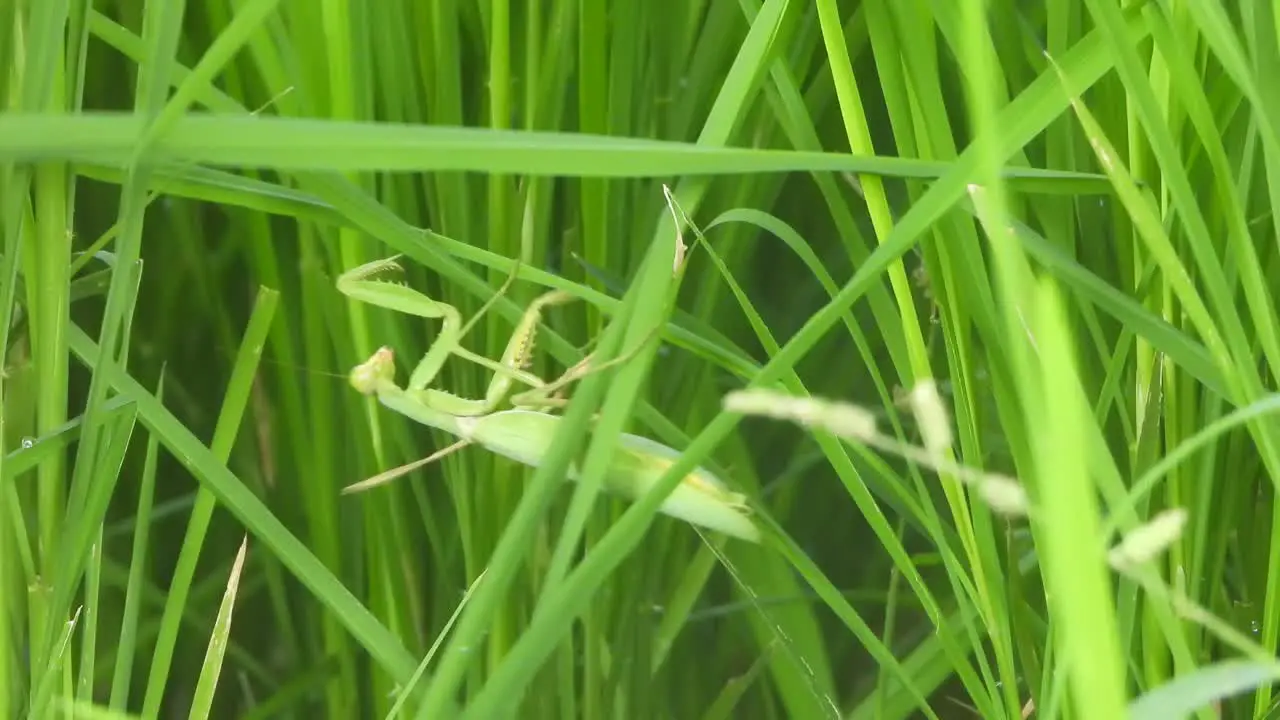 Praying mantis green rice grass green grass Insect 