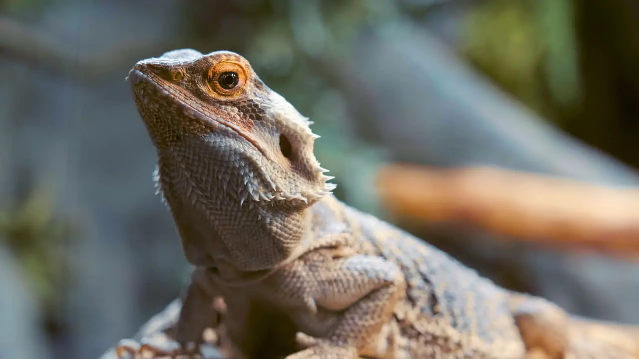 Close Up View Of A Bearded Dragon In Blurry Background selective focus