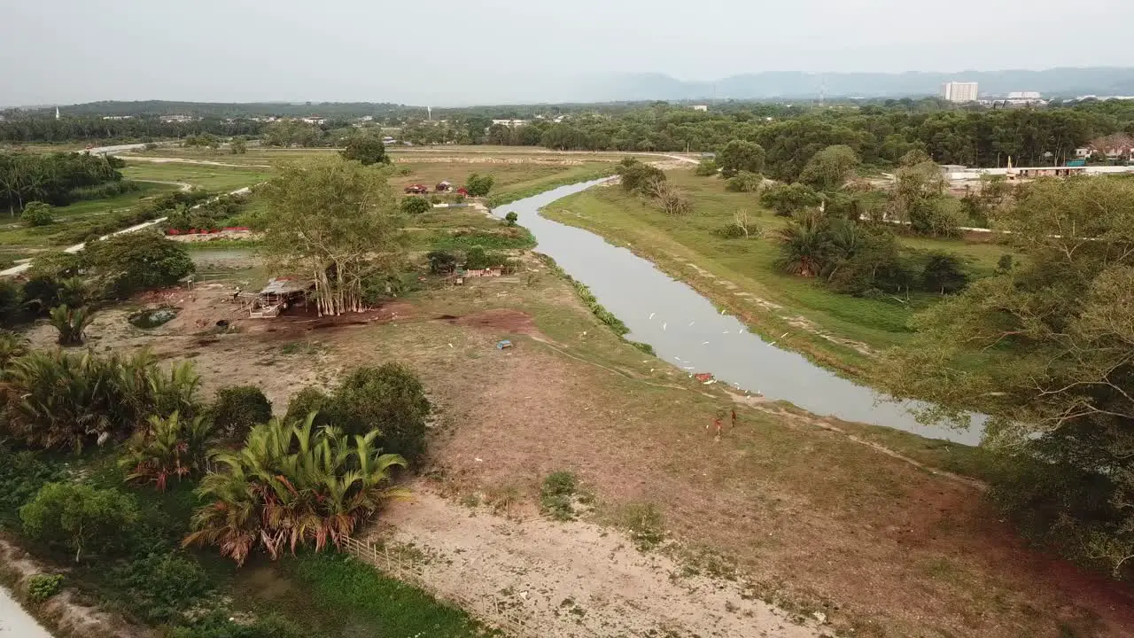 Aerial view egret birds fly