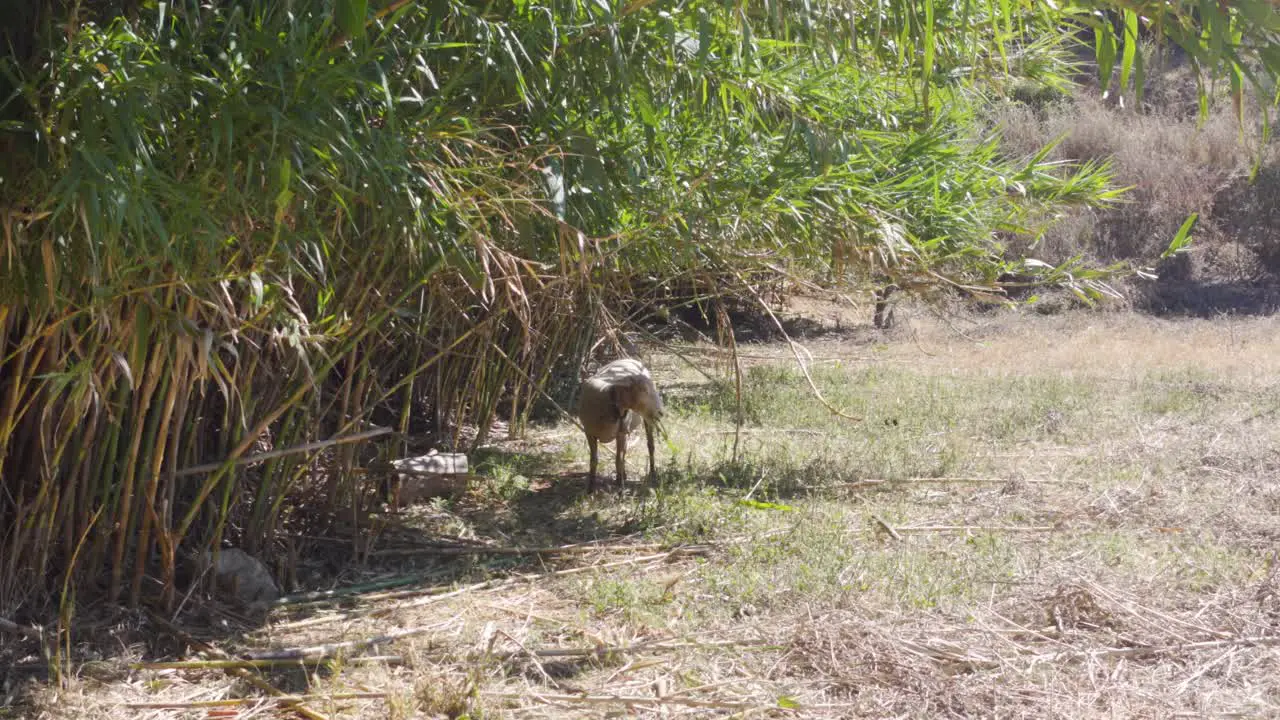 A Sheep Grazing in the Grass with another Black Sheep Joining in the Distance