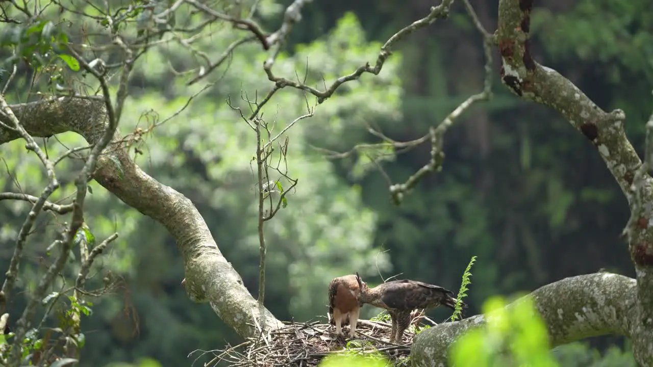 javan hawk eagle's mother is teaching her cub how to eat fresh meat from her hunt