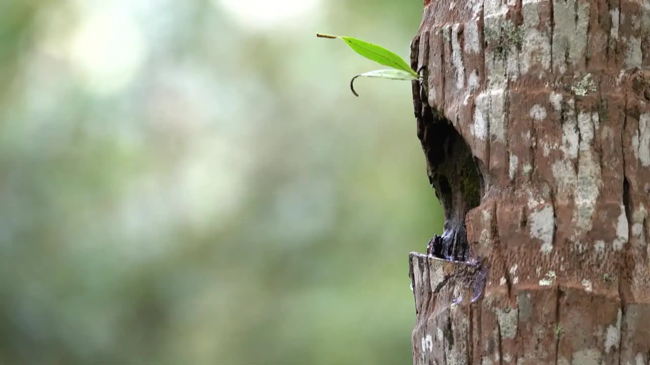 brown-throated sunbird is fling towards a coconut tree