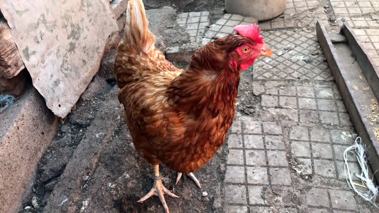 Closeup of hen in a farm