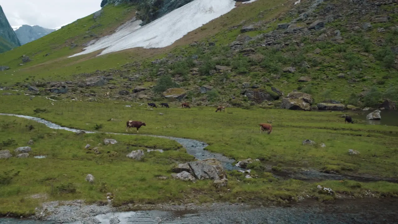 A stunning valley with cows and a charming lake