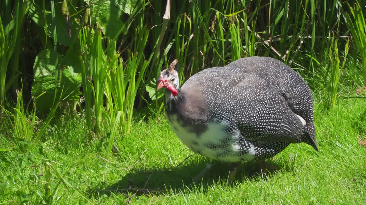 A young French pearl guineafowl parching on the top of a tin trash can with the garden in the background