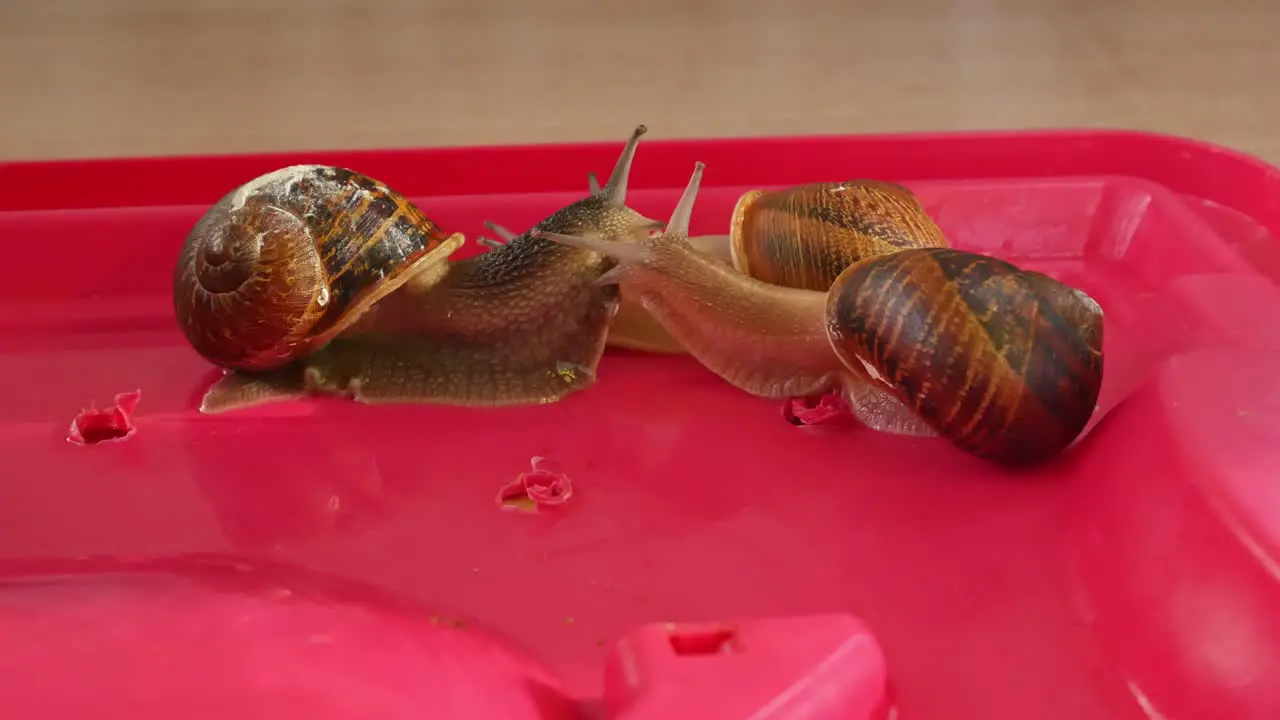 Three snails checking each other