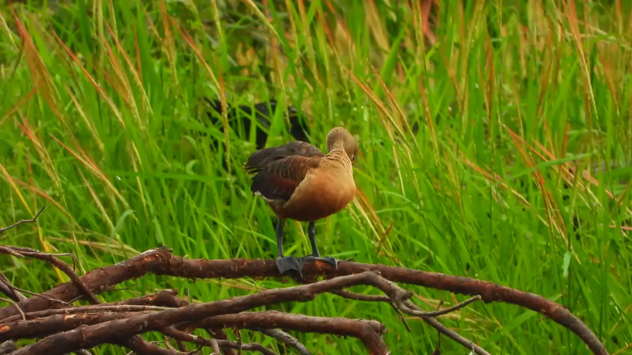 whistling duck in pond UHD MP4 4k Video