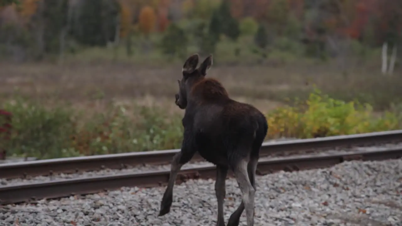 Slowmotion following shot of young single moose crossing train tracks in autumn colored nature