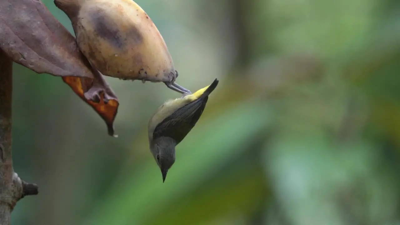 Upside down Orange bellied flowerpecker bird eating fruit