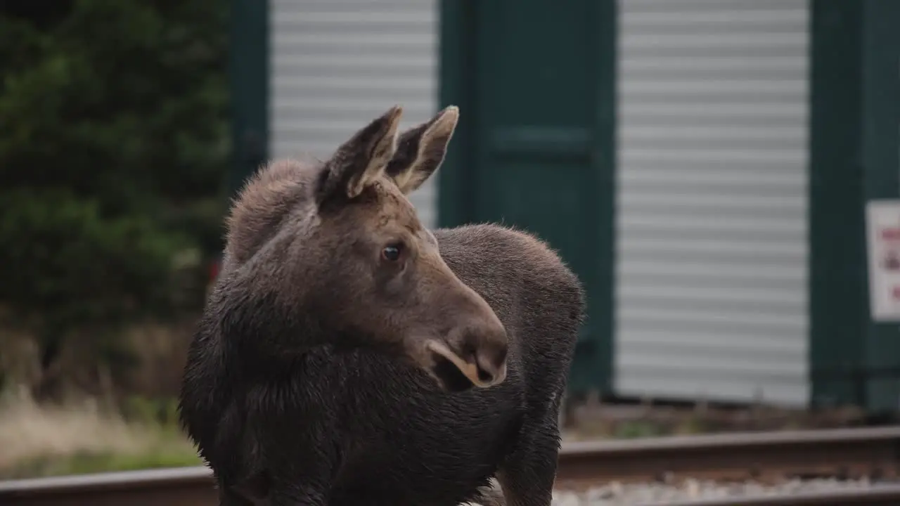 Baby moose being alert with attentive ears while wind blowing fur and hair