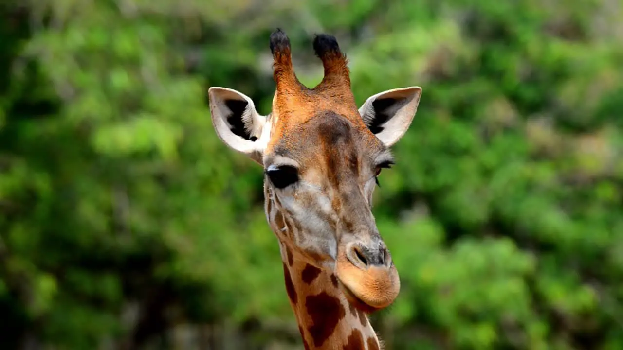 This close up zooming video shows a majestic wild giraffe chewing and eating greenery